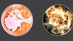  Two petri dishes are shown against a dark grey background. The petri dish on the left swirls with pink, orange and white bacteria, while the dish on the right blossoms with orange, brown, black and white cultures.