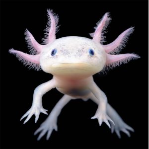 Image of an axolotl on a black background