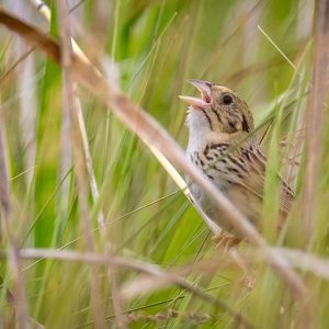 Image of a bird in the Leopold-Pine Island Bird Area. 